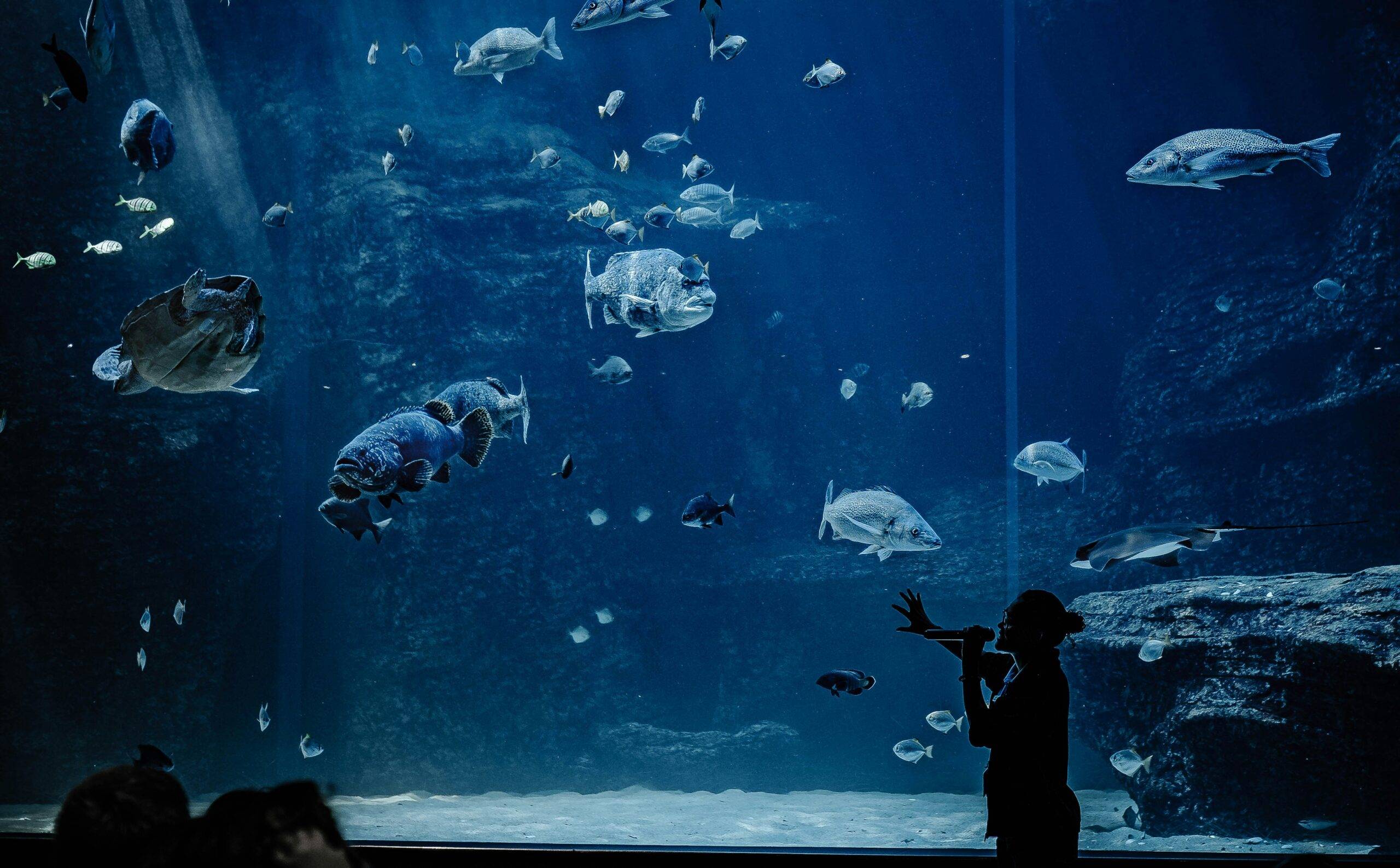 persona in giacca nera e pantaloni in piedi davanti all'acquario